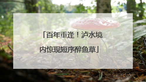 百年重逢！泸水境内惊现短序醉鱼草