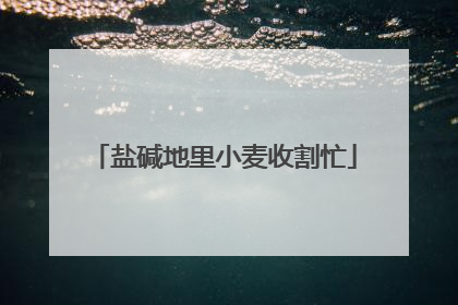 盐碱地里小麦收割忙