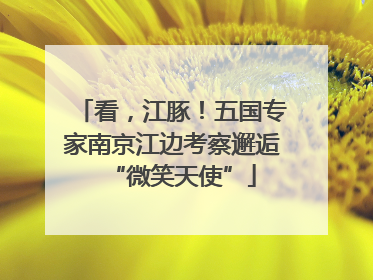 看，江豚！五国专家南京江边考察邂逅“微笑天使”
