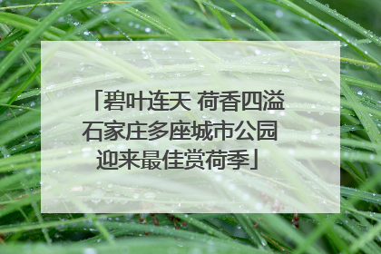 碧叶连天 荷香四溢 石家庄多座城市公园迎来最佳赏荷季
