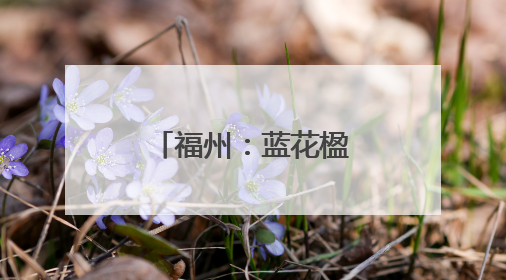 福州：蓝花楹盛开成一景