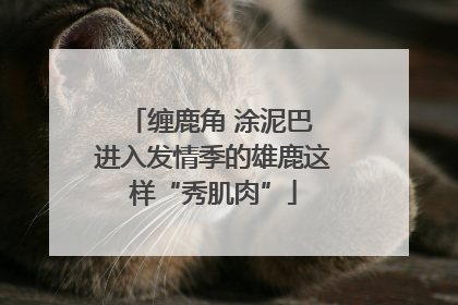 缠鹿角 涂泥巴 进入发情季的雄鹿这样“秀肌肉”