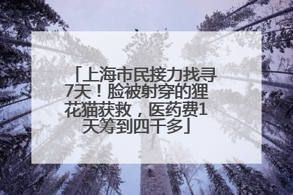 上海市民接力找寻7天！脸被射穿的狸花猫获救，医药费1天筹到四千多