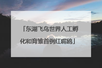 东湖飞鸟世界人工孵化和育雏首例红嘴鸥