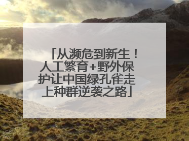 从濒危到新生！人工繁育+野外保护让中国绿孔雀走上种群逆袭之路