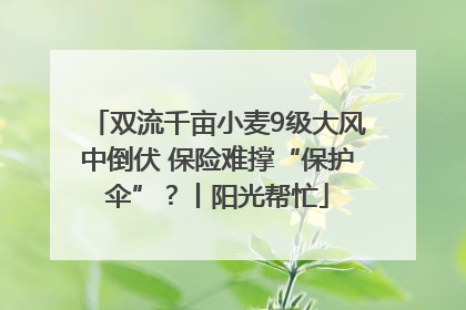 双流千亩小麦9级大风中倒伏 保险难撑“保护伞”？丨阳光帮忙