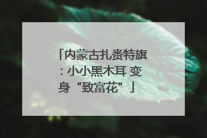 内蒙古扎赉特旗：小小黑木耳 变身“致富花”