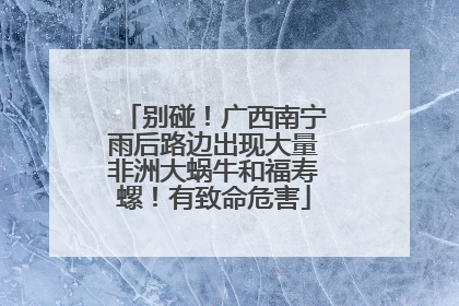 别碰！广西南宁雨后路边出现大量非洲大蜗牛和福寿螺！有致命危害