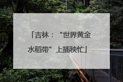 吉林：“世界黄金水稻带”上插秧忙