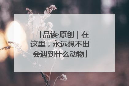 品读·原创｜在这里，永远想不出会遇到什么动物
