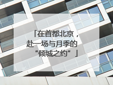 在首都北京，赴一场与月季的“倾城之约”