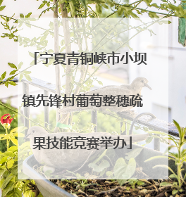 宁夏青铜峡市小坝镇先锋村葡萄整穗疏果技能竞赛举办