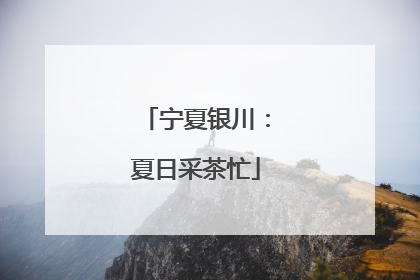 宁夏银川：夏日采茶忙