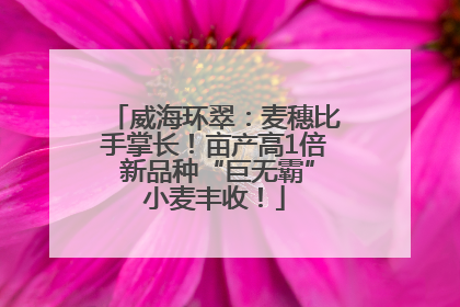 威海环翠：麦穗比手掌长！亩产高1倍 新品种“巨无霸”小麦丰收！