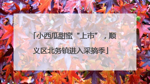 小西瓜甜蜜“上市”，顺义区北务镇进入采摘季