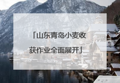 山东青岛小麦收获作业全面展开