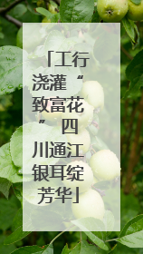 工行浇灌“致富花” 四川通江银耳绽芳华