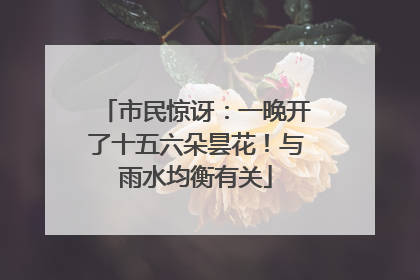 市民惊讶：一晚开了十五六朵昙花！与雨水均衡有关