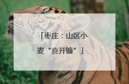 枣庄：山区小麦“喜开镰”