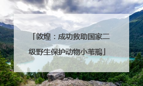 敦煌：成功救助国家二级野生保护动物小苇鳽