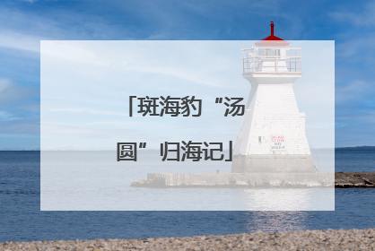 斑海豹“汤圆”归海记
