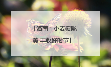 洛南：小麦覆陇黄 丰收好时节