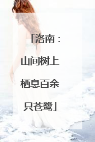 洛南：山间树上栖息百余只苍鹭