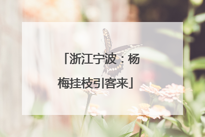浙江宁波：杨梅挂枝引客来