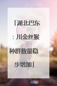 湖北巴东：川金丝猴种群数量稳步增加