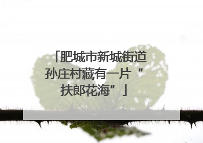 肥城市新城街道孙庄村藏有一片“扶郎花海”