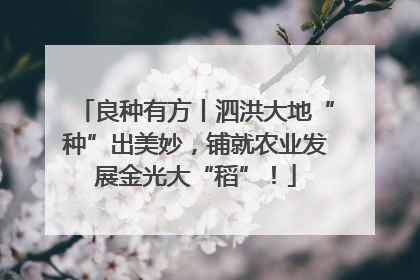良种有方丨泗洪大地“种”出美妙，铺就农业发展金光大“稻”！
