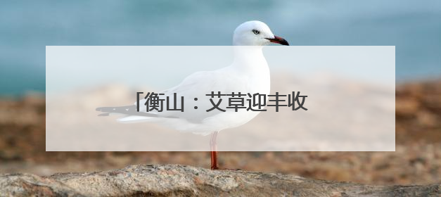 衡山：艾草迎丰收 助力村集体增收