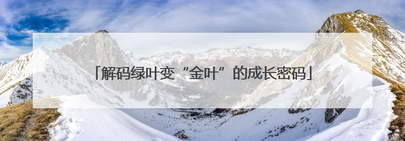 解码绿叶变“金叶”的成长密码