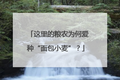 这里的粮农为何爱种“面包小麦”？