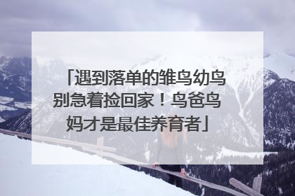 遇到落单的雏鸟幼鸟别急着捡回家！鸟爸鸟妈才是最佳养育者