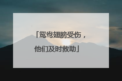 鸳鸯翅膀受伤，他们及时救助