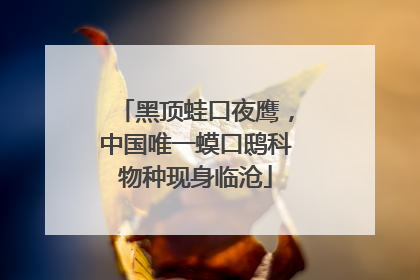 黑顶蛙口夜鹰，中国唯一蟆口鸱科物种现身临沧