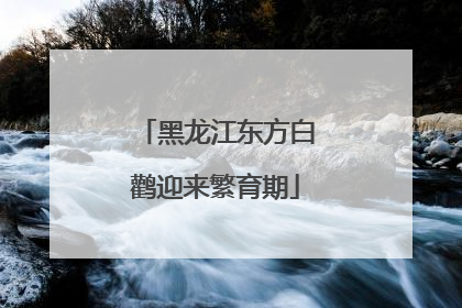 黑龙江东方白鹳迎来繁育期