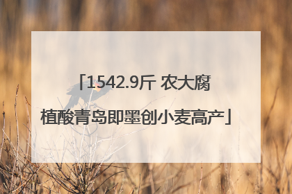 1542.9斤 农大腐植酸青岛即墨创小麦高产